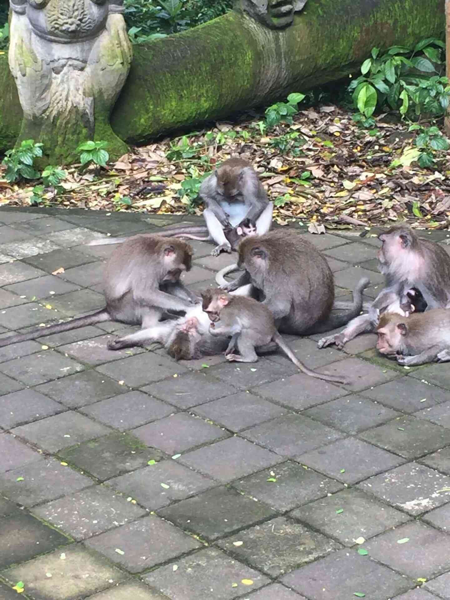 Yep, lots of monkeys