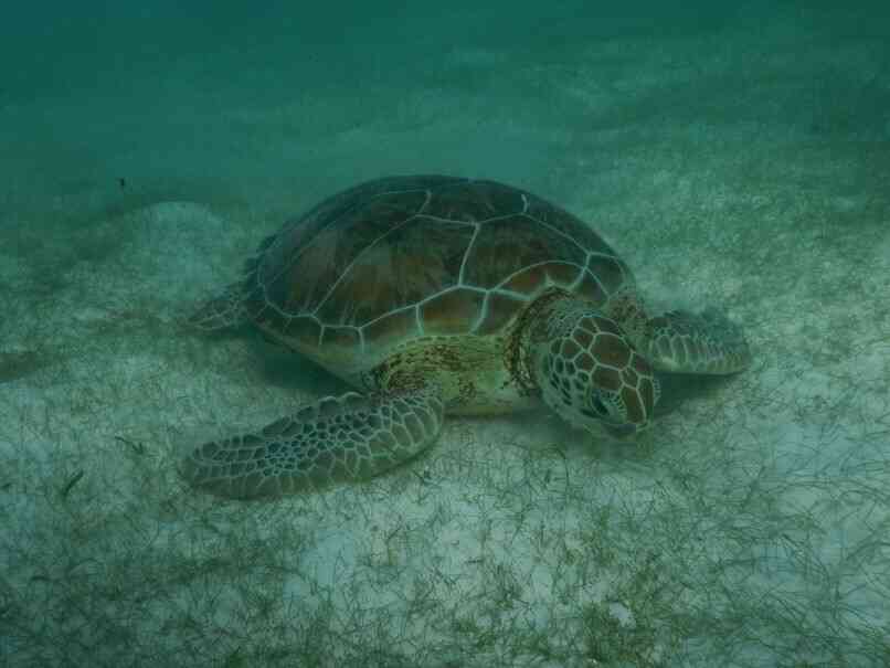 Swimming with turtles at Akumal