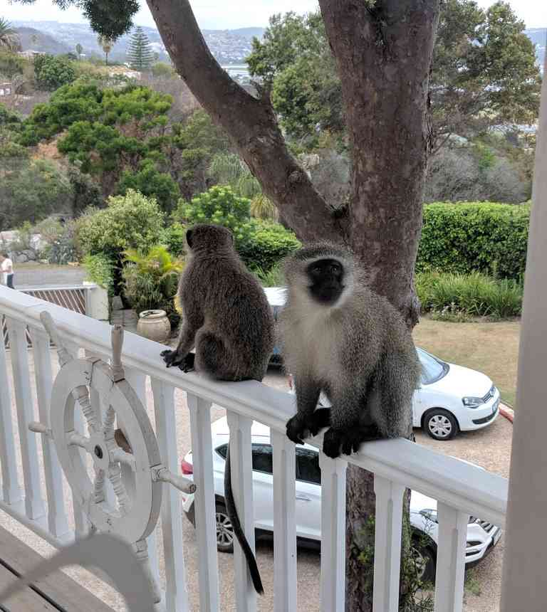 Monkeys in meetings