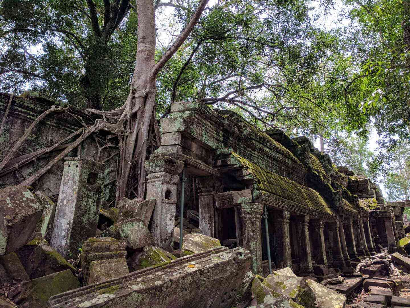 tree in Angkor Wat