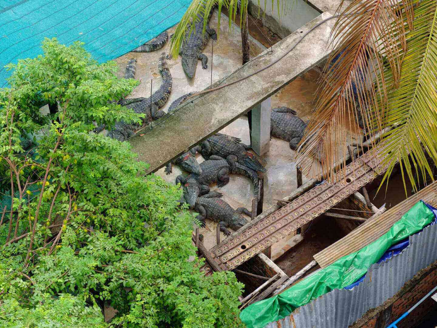 Crocodile farm in residential neighbourhood